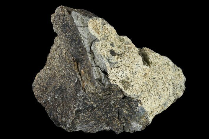 Fossil Triceratops Skull Bone Section - North Dakota #117623